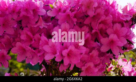 Pink small flowers as an abstract background Stock Photo