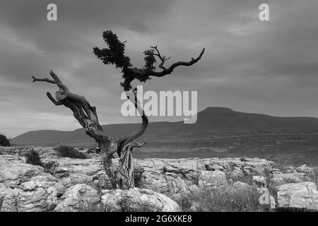 The view towards Ingleborough on limestone pavement known as Twistleton Scars, near to Ingleton in the Yorkshire Dales, North Yorkshire, UK Stock Photo