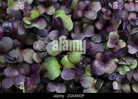 Full frame top view closeup of isolated natural fresh radish sprouts leaves Stock Photo