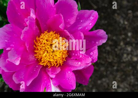 Close up of a dark pink chinese peony, also called paeonia lactiflora Stock Photo