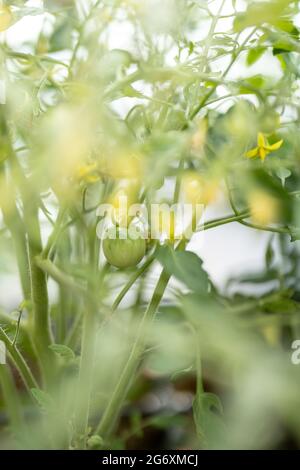 A bush of green home-grown tomatoes grown in a garden bed on balcony. Selective focus.  Stock Photo