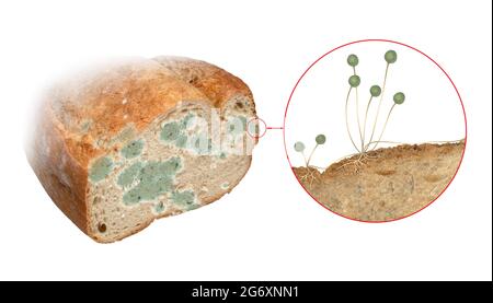 Multitypes Rhizopus Stolonifer Bread Mold On Stock Photo 1366924142