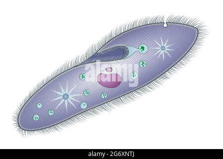 Paramecium cells are ovoid, elongate, foot- or cigar-shaped Stock Photo