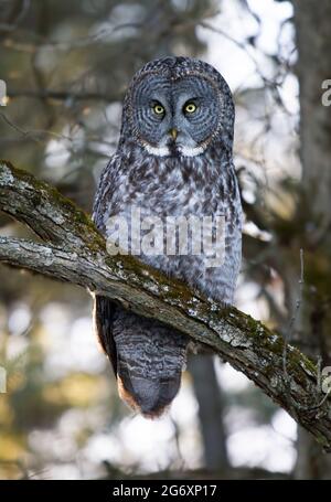Great grey owl in a tree overlooking a snow covered field in Canada Stock Photo