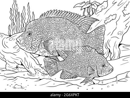Aquarium with Texas cichlid for coloring. Colorful fish templates. Coloring book for children and adults. Stock Photo