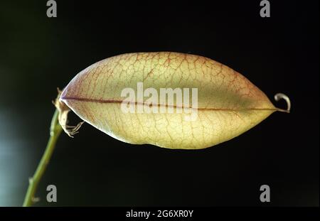 Erythroxylum laurifolium is a species from the genus Erythroxylum. It was first described by Jean-Baptiste de Lamarck. Stock Photo