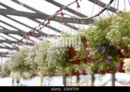 Flowers like a Alyssum in a brown pots, suspended from above in greenhouses with a drip irrigation system. Selective focus Stock Photo