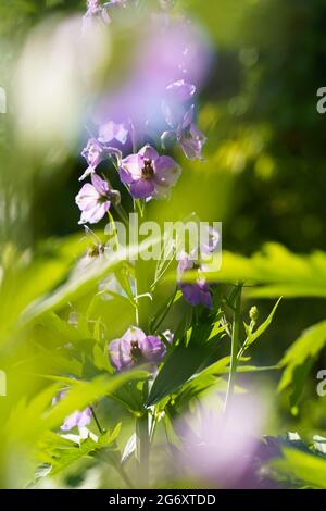 Blue violet delphinium with sunlights through the leaves  Stock Photo