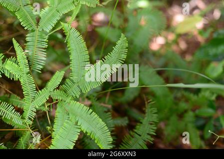 Closeup nature view of beautiful fern on blurred greenery background in garden with copy space for text using as background natural green plants lands Stock Photo