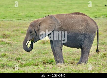 Young elephant (Loxodonta africana) puts food into her mouth as she grazes on the open savannah of Amboseli National Park, Kenya. Copy space. Stock Photo
