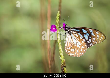 A beautiful Blue Tiger Butterfly perched on tarpeta flowers at a park in Mumbai, India Stock Photo