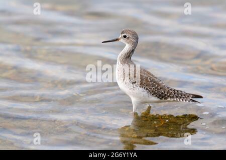 Lesser yellowlegs (Tringa flavipes) standing in water with reflection, lake Goto, Bonaire, Dutch Caribbean.