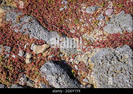 Dry seaweed over rocks on the beach, Bonaire, Dutch Caribbean Stock Photo