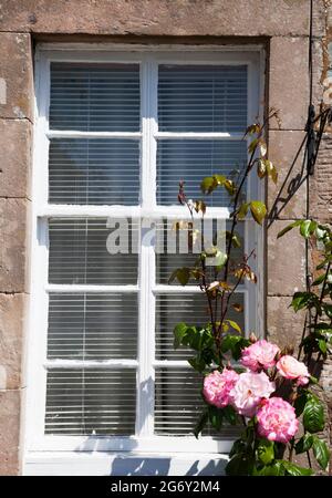 White painted wooden window frame with pink roses. Stock Photo