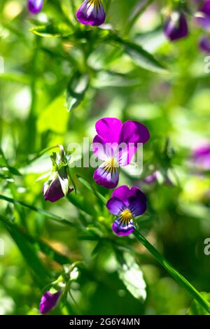 Forest violet on a background of angry young grass in a meadow on a bright sunny summer day. Selective focus. Close-up Stock Photo