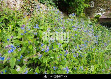 Green Alkanet (Pentaglottis sempervirens) plant, AKA Evergreen Alkanet, part of the Forget Me Not family with small blue flowers in Spring in the UK. Stock Photo