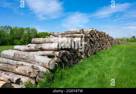 Stack or pile of wood or woodpile stacked up after cutting trees in England, UK. Stock Photo