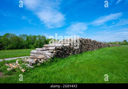 Stack or pile of wood or woodpile stacked up after cutting trees in England, UK. Stock Photo