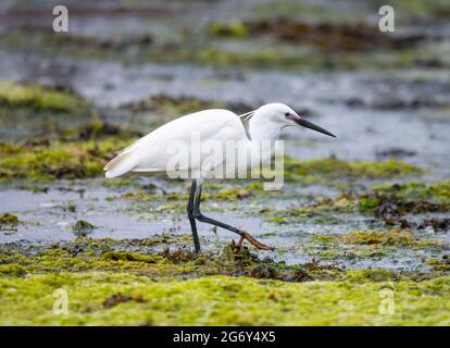 Side view of a Little Egret (Egretta garzetta) on wet land at low tide looking for fish to eat in Summer in West Sussex, England, UK.