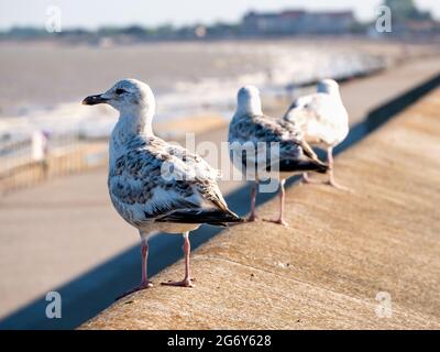 Three seagulls standing on a wall watching the sea at Dymchurch beach Stock Photo