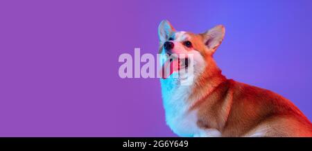 Flyer with portrait of nice funny corgi dog posing isolated on purple studio background in pink neon light. Stock Photo