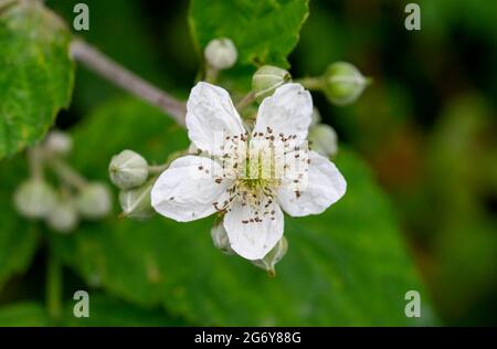 The delicate white flower of the Bramble, (Rubus fruticosus) known for producing the luscious soft fruit, Blackberries Stock Photo