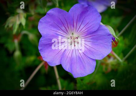 Solitary flower of the Blue Geranium also known as the Blue Cranesbill Stock Photo