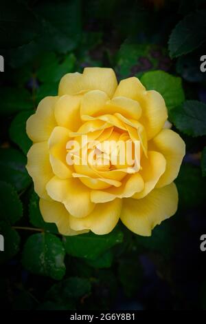 Close up of a beautiful yellow rose flower Stock Photo