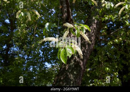 Prunus serotina tree in bloom Stock Photo
