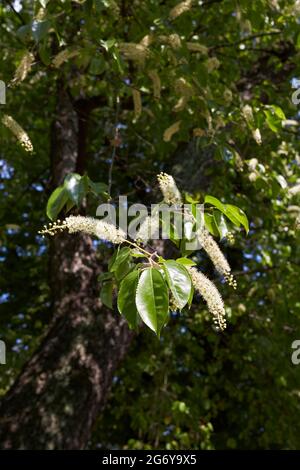 Prunus serotina tree in bloom Stock Photo