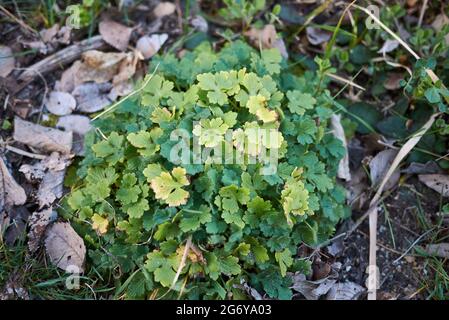 textured leaves and yellow flowers of Ranunculus bulbosus plant Stock Photo