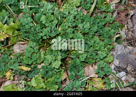 textured leaves and yellow flowers of Ranunculus bulbosus plant Stock Photo