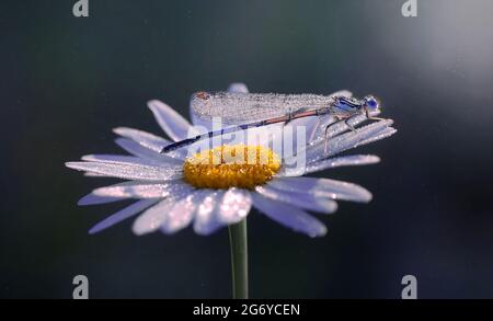 Macro dragonfly ( Coenagrion puella ) in dew drops, on a blurry light ...