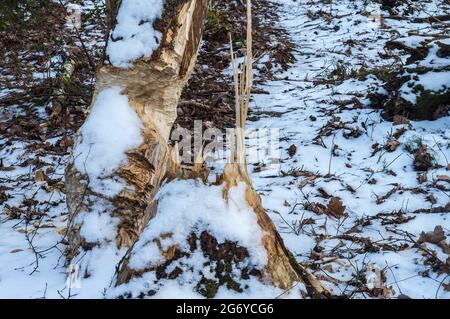 Beaver chewing down a tree. Beavers destruction in Belarus. The beaver ...