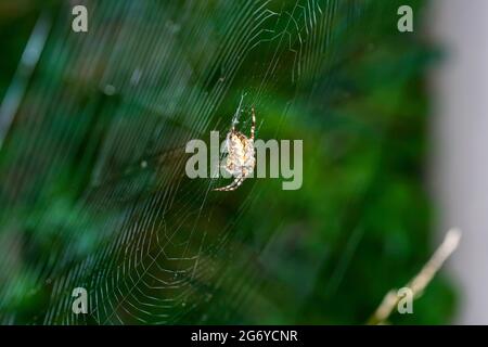 Spiders in Germany with net and taken as macro in best quality Stock Photo