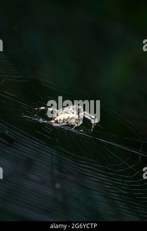 Spiders in Germany with net and taken as macro in best quality Stock Photo