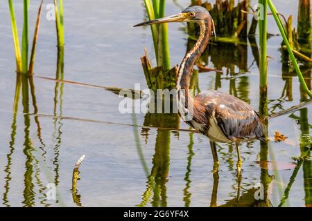 Tricolored Heron, juvenile,  (Egretta tricolor) in pond near shore at Venice Rookery, Venice, Florida Stock Photo