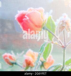 UK, England, Cheshire, Arley Hall and Gardens, frosted rose and Tea House, dawn, arty, Stock Photo