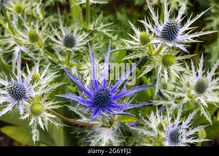 The thistle-like flowers and buds of Eryngium bourgatii Picos Blue  close up. Stock Photo