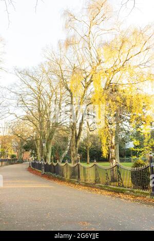 New Walk near University Road and The Oval, walkway curving from left to right. Tree-lined, railings on right, orange Autumn leaves on the ground. Stock Photo