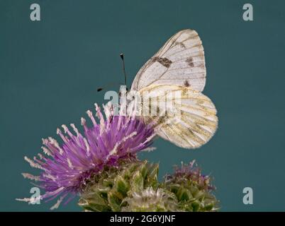 Western White (Pontia occidentalis Stock Photo - Alamy