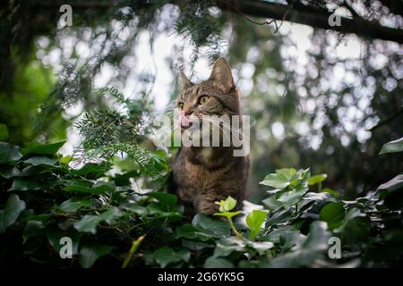 hungry domestic shorthair cat outdoors in green nature on the prowl observing birds licking lips Stock Photo