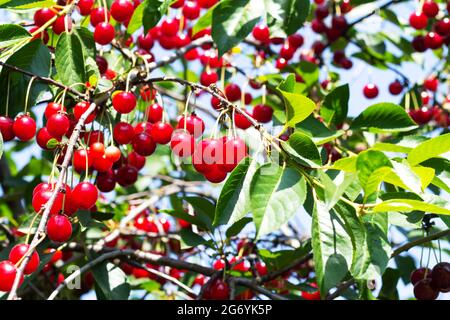A lot of ripe red sour cherries on tree branch in organic orchard Stock Photo