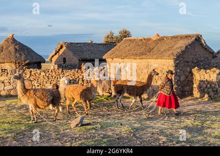 PUNO, PERU - MAY 14, 2015: Small settlement near Puno, Peru. Old women with lamas present. Stock Photo