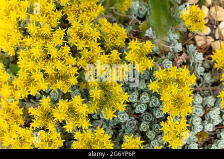 Clump forming Tanacetum Haradjanii with small yellow flowers Stock ...