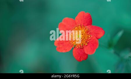 Dwarf orange avens or Red avens flower (Geum coccineum) from Rosaceae family isolated on green background Stock Photo