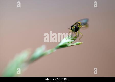 Macro shot of Hoverfly, also known as flower fly or syrphid fly (Syrphidae family) perched on strand of green grass. Isolated on beige background. Stock Photo