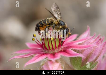 Blattschneiderbiene am Hauswurz Stock Photo