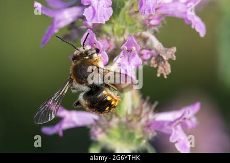 Gartenwollbiene am Heilziest Stock Photo