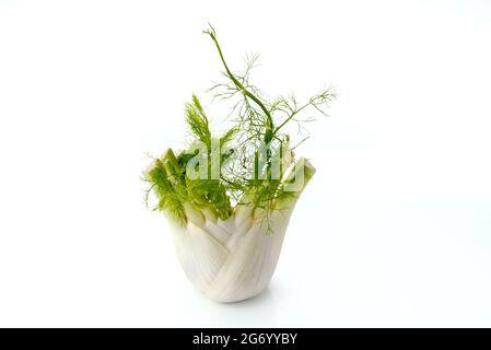 fresh fennel bulb isolated on white background, copy space Stock Photo